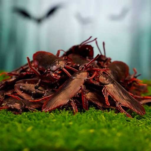 سوسک پلاستیکی مدل STFT104